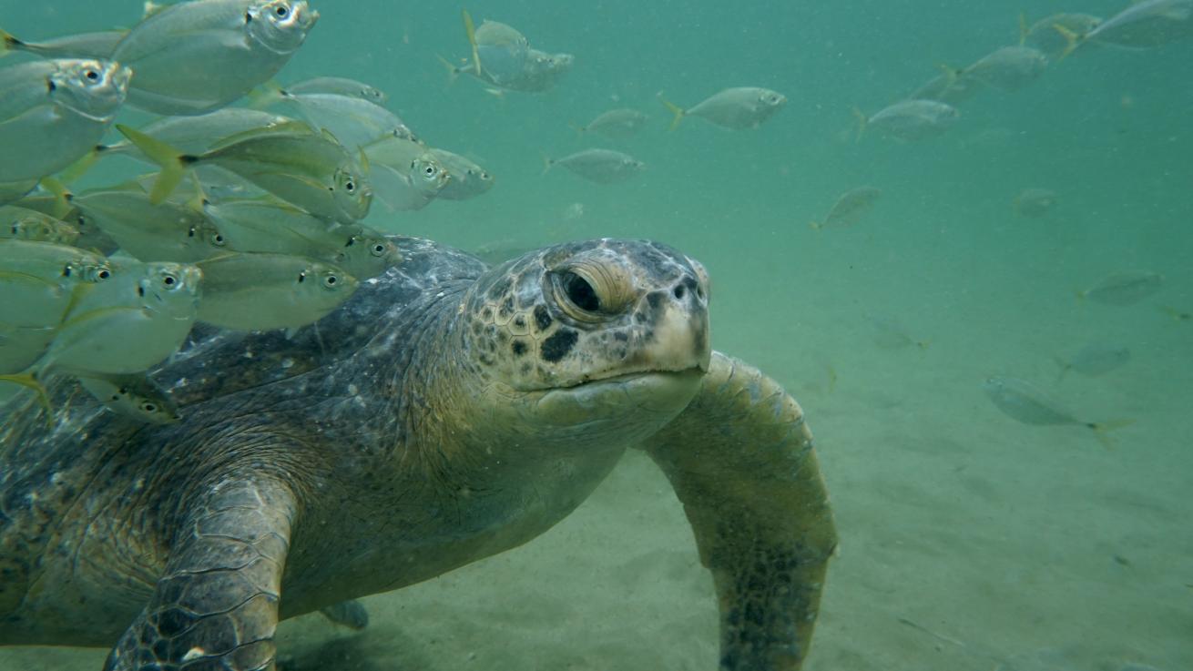 Green sea turtle and fishes under Los Organos Pier.