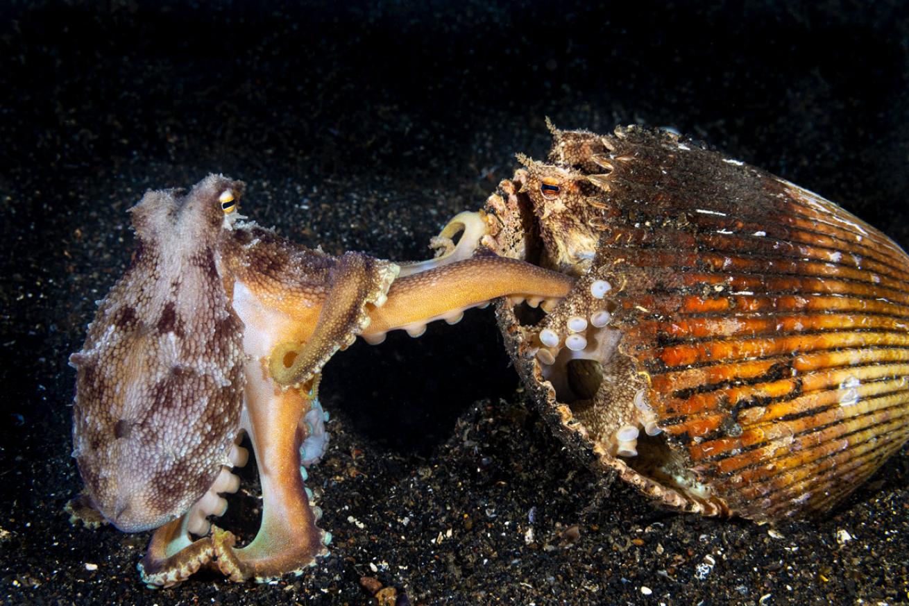 Two coconut octopuses mate in Lembeh Strait.