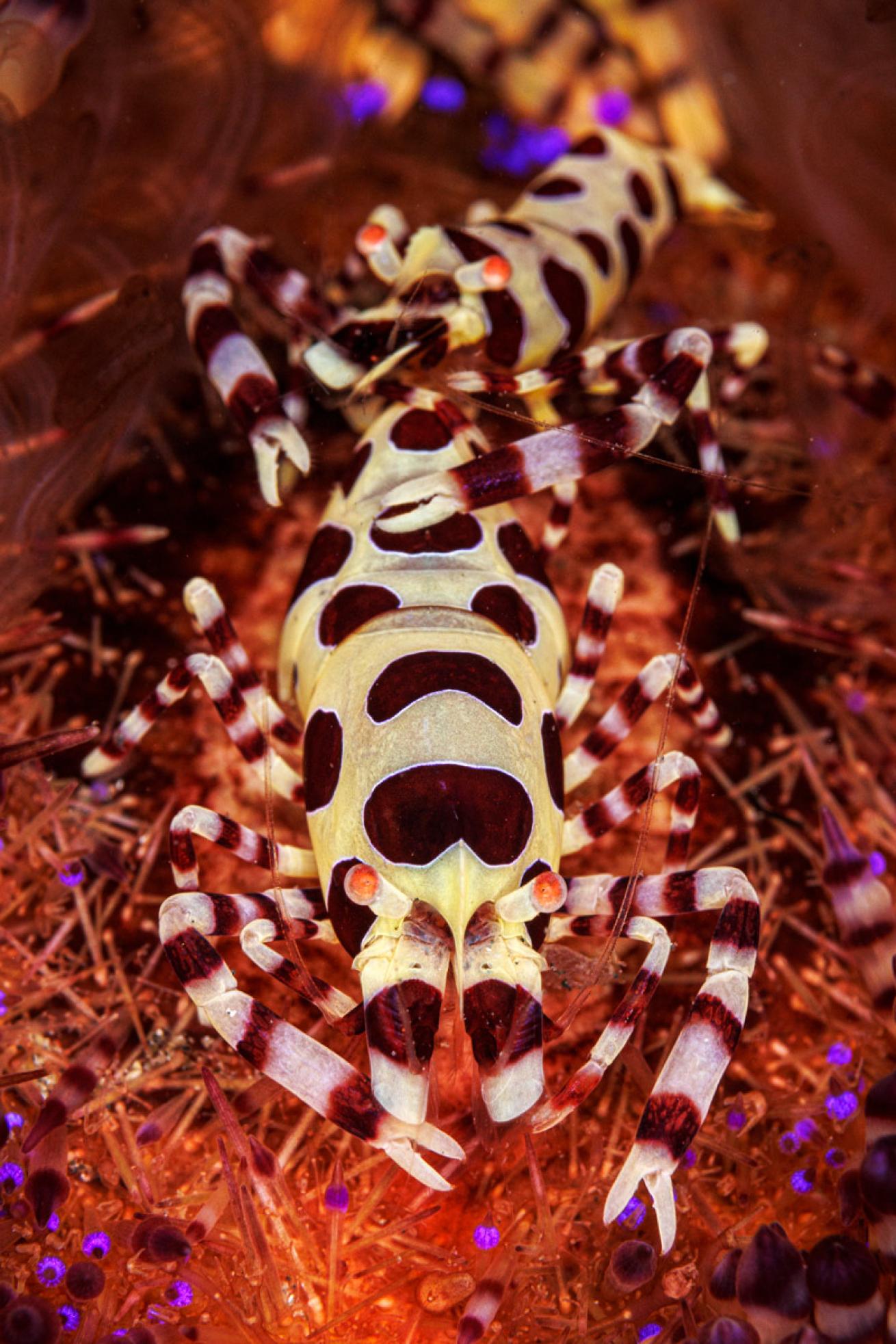 A pair of Coleman shrimp.
