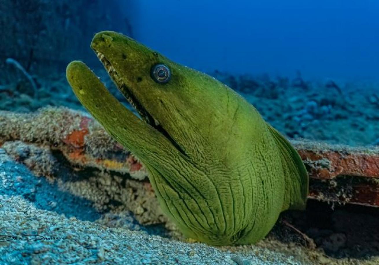 A green eel swimming in the ocean