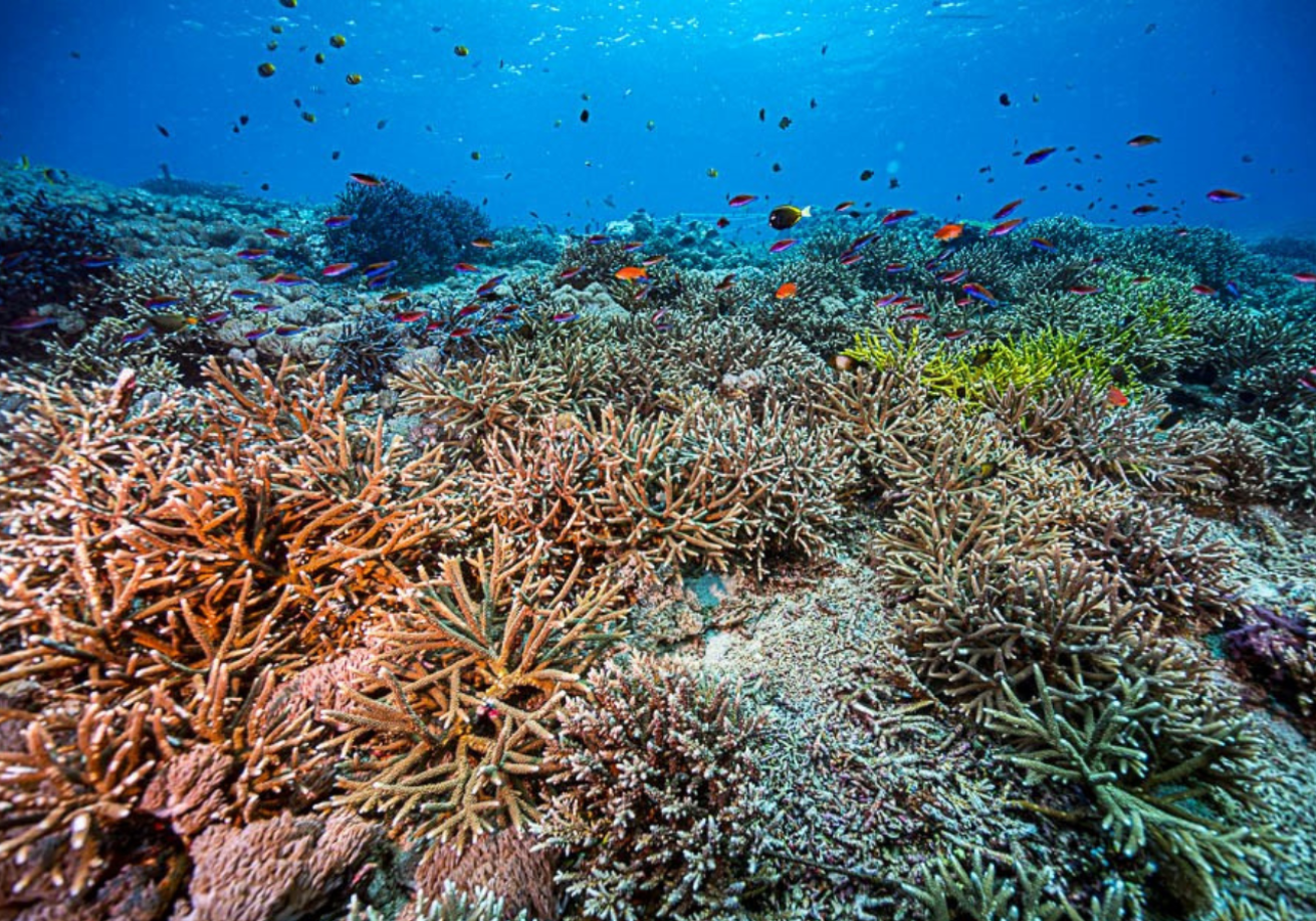 A coral reef with fish