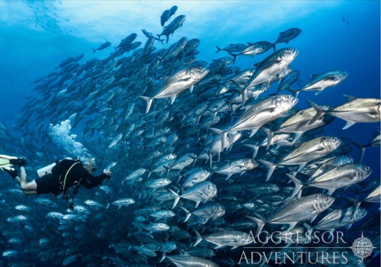 A scuba diver swimming in a school of fish