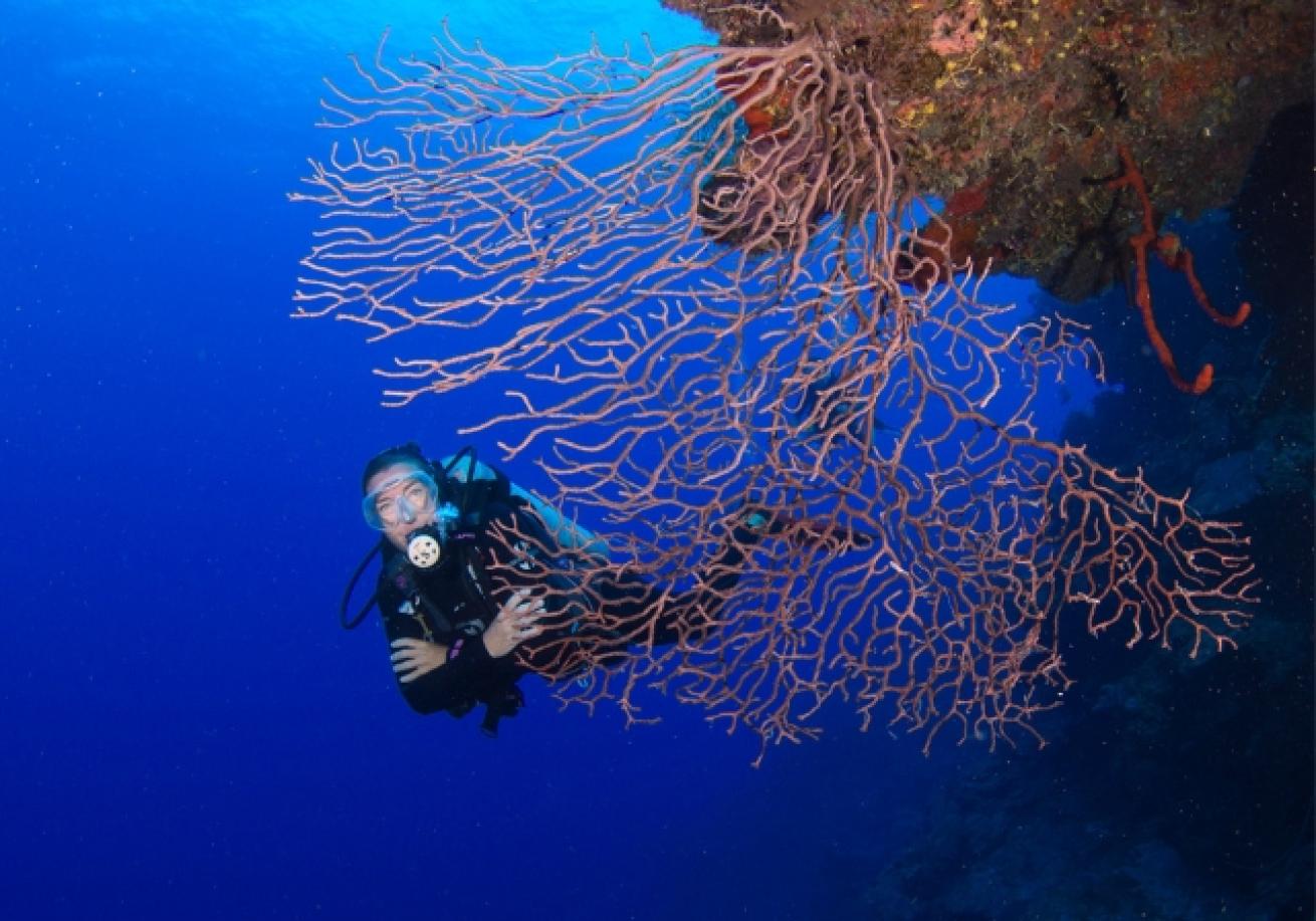 A scuba diver under water