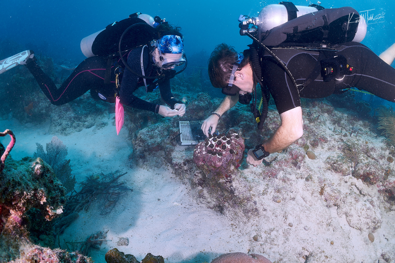 Divers planting coral