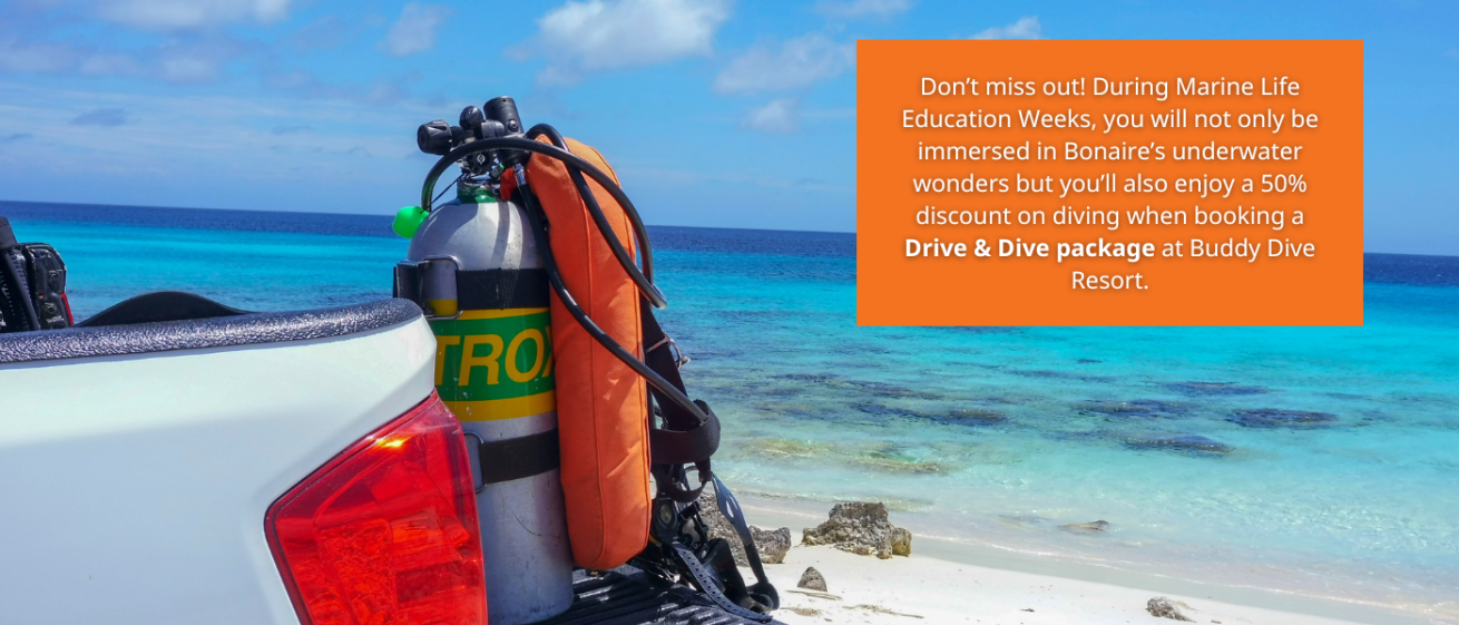 Scuba diving equipment on a beach