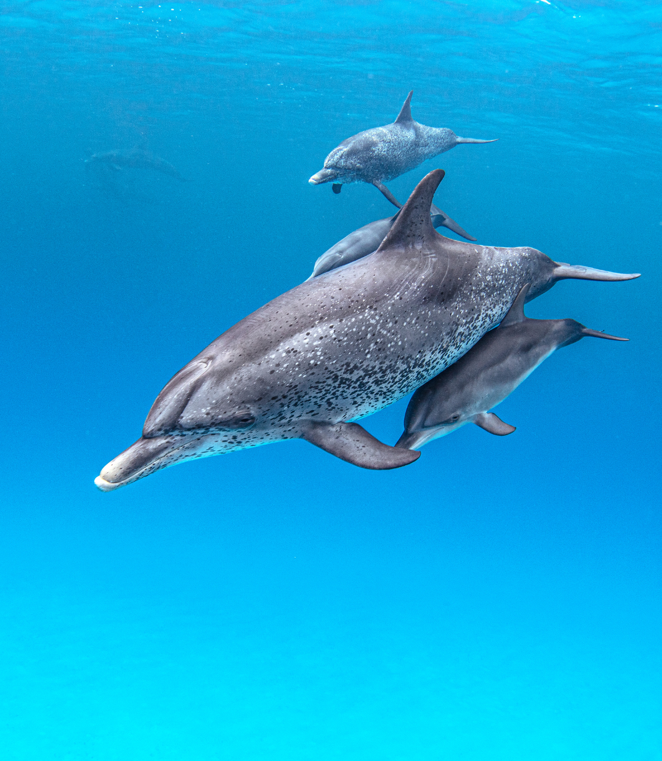 A group of dolphins swimming in the water