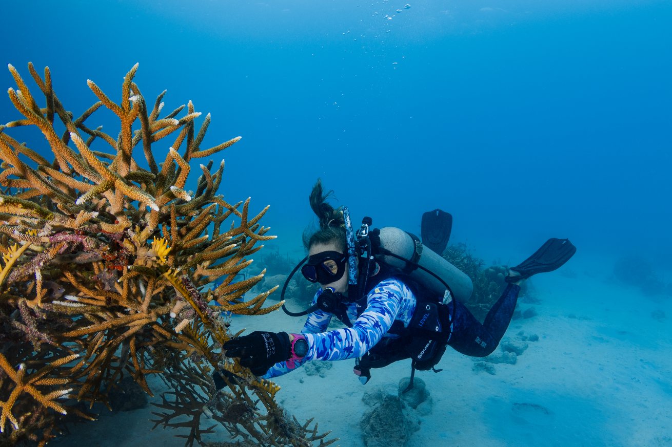 diver outplanting coral underwater