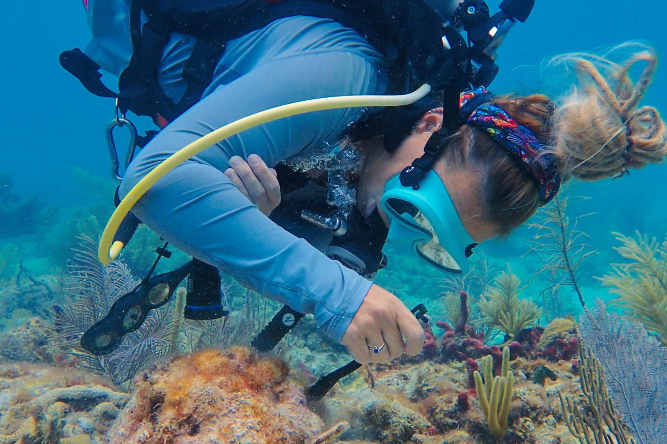 Diver and coral