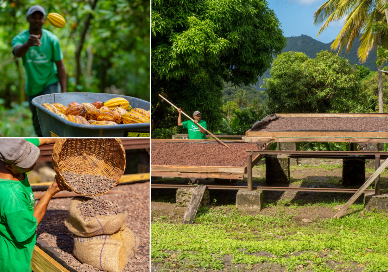 A collage of a person working in a farm