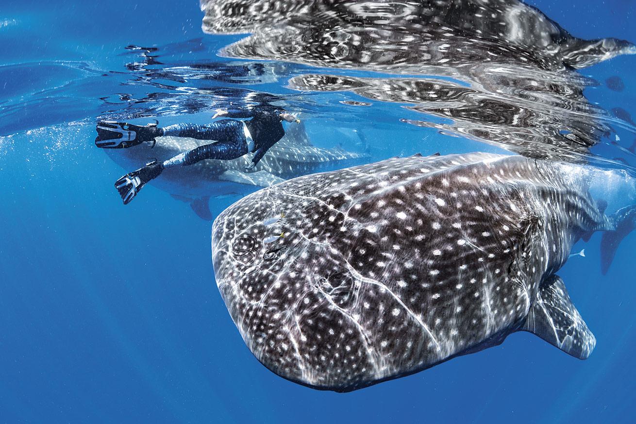 A pair of whale sharks zooms past a snorkeler in the Caribbean waters of Isla Mujeres, Mexico.