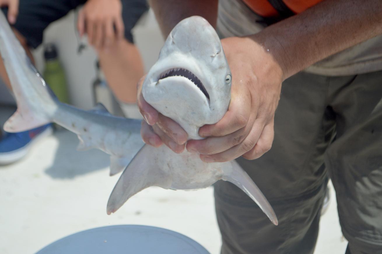 A juvenile sandbar shark collected in a coastal inlet along Virginia’s Eastern Shore.