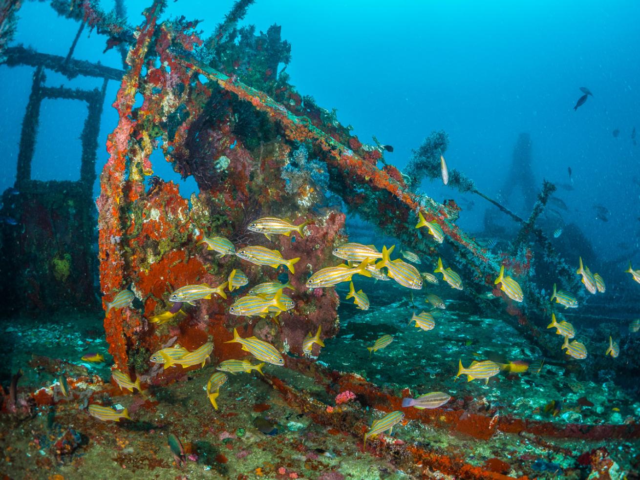 The purpose-sunk wreck of the Maverick, a 168-foot-long cargo ferry, stands out as a fish magnet on Tobago’s southern end.