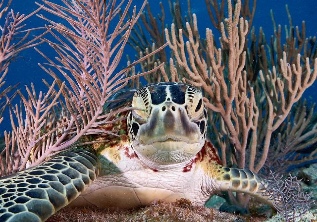 A turtle under water with corals