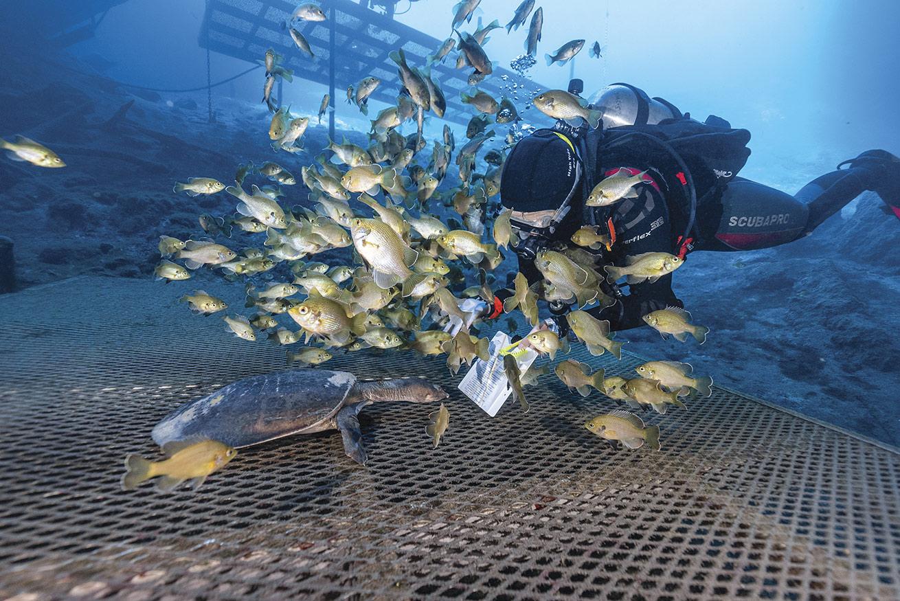 Virgil the turtle, a popular attraction at Blue Grotto Dive Resort, takes a look at a test diver's score sheet.