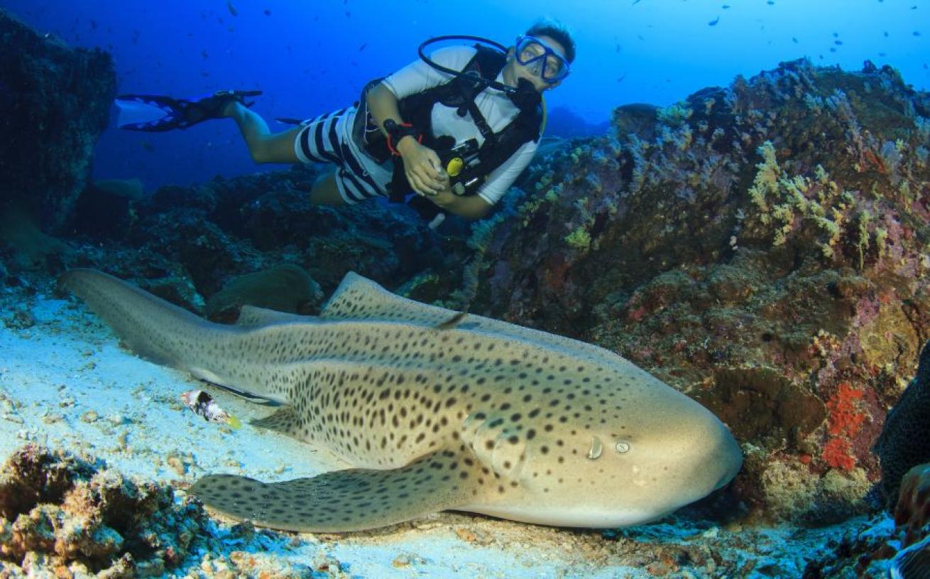 Indo-Pacific Leopard Shark