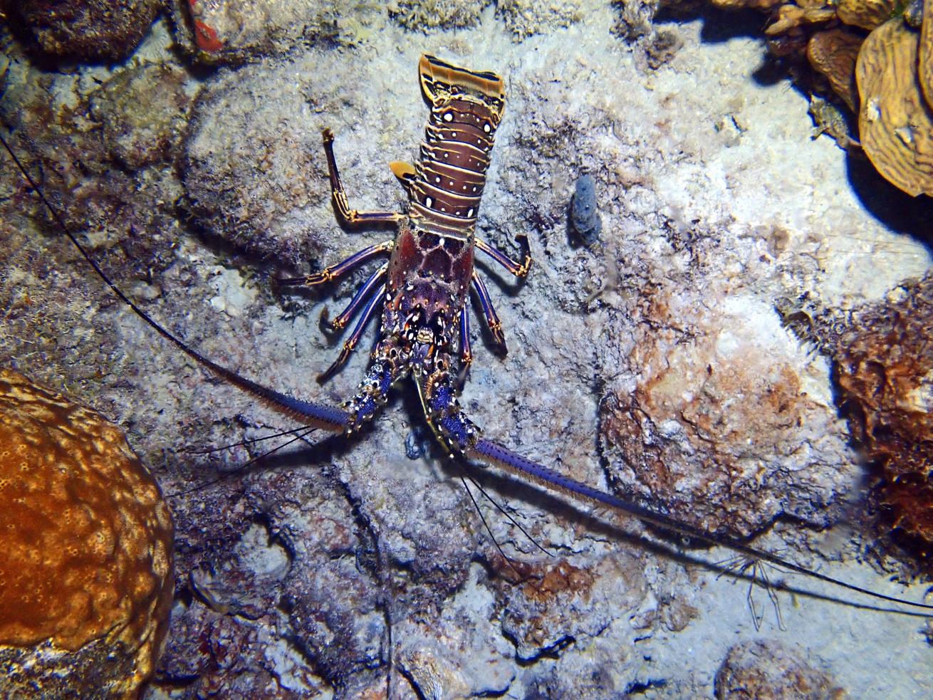A large spiny lobster peeks out of the reef near the Salt Pier