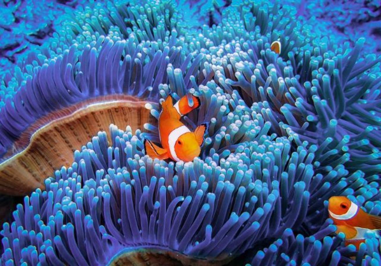 A clown fish in a sea anemone