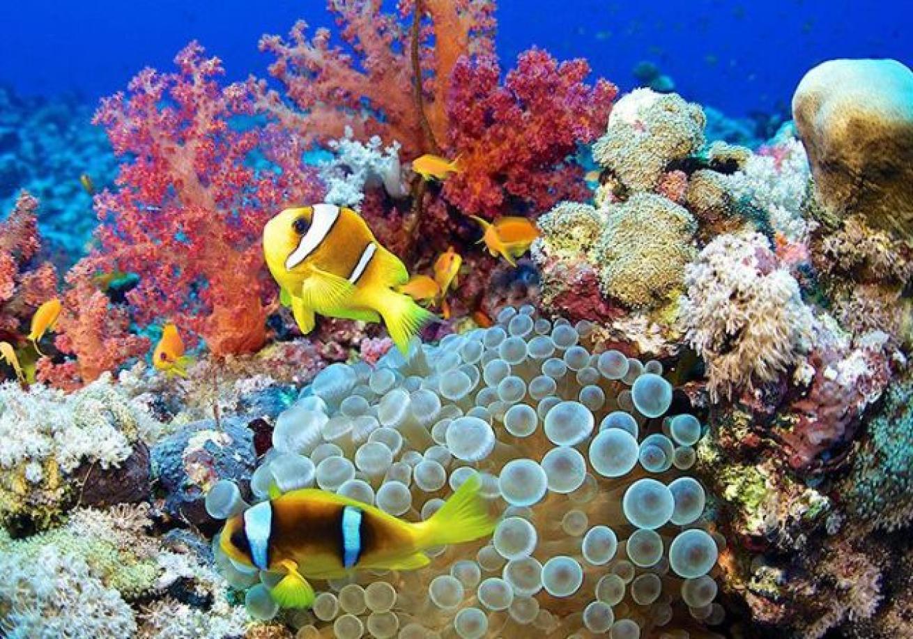 A group of fish swimming in a coral reef