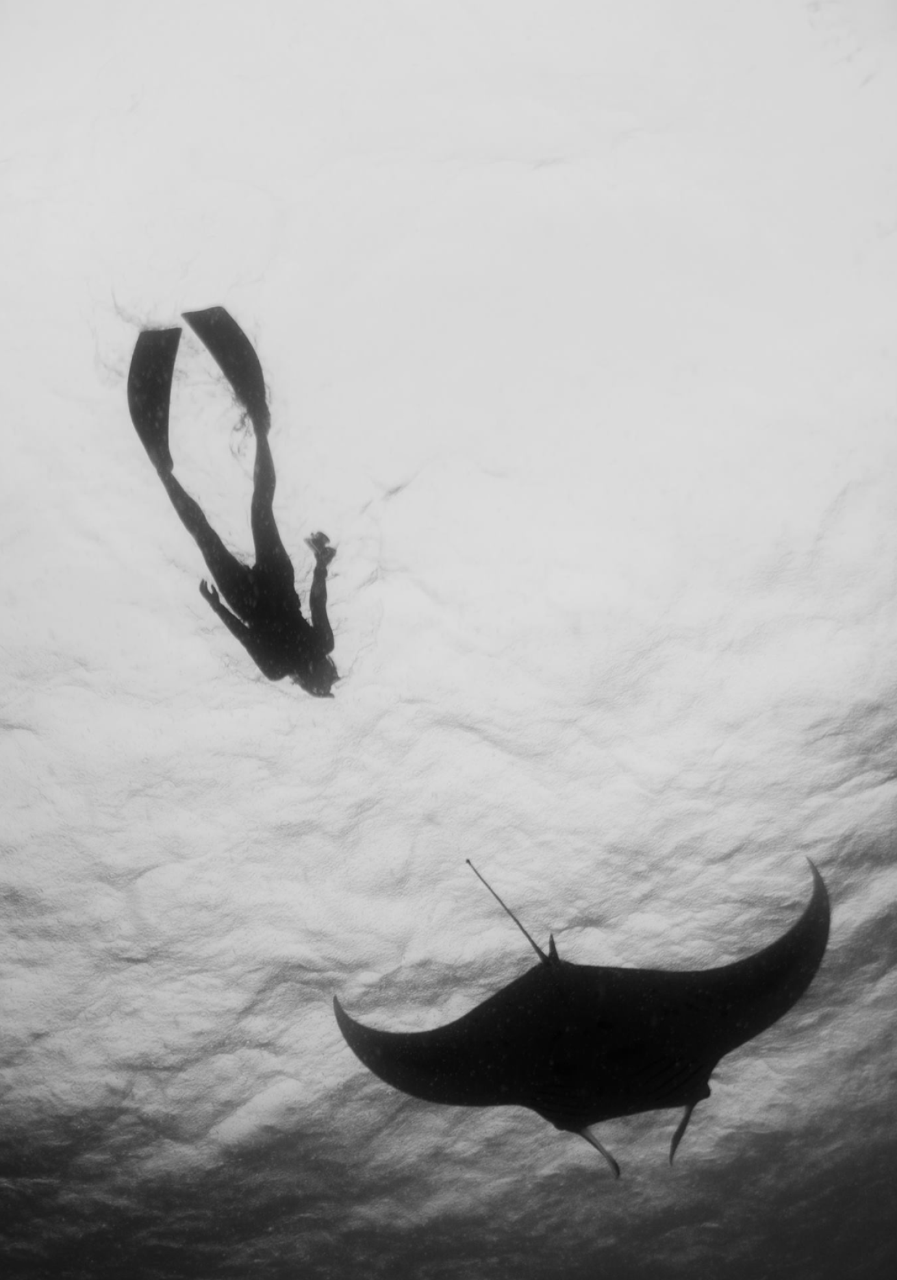 A black and white image of a diver swims with a manta ray