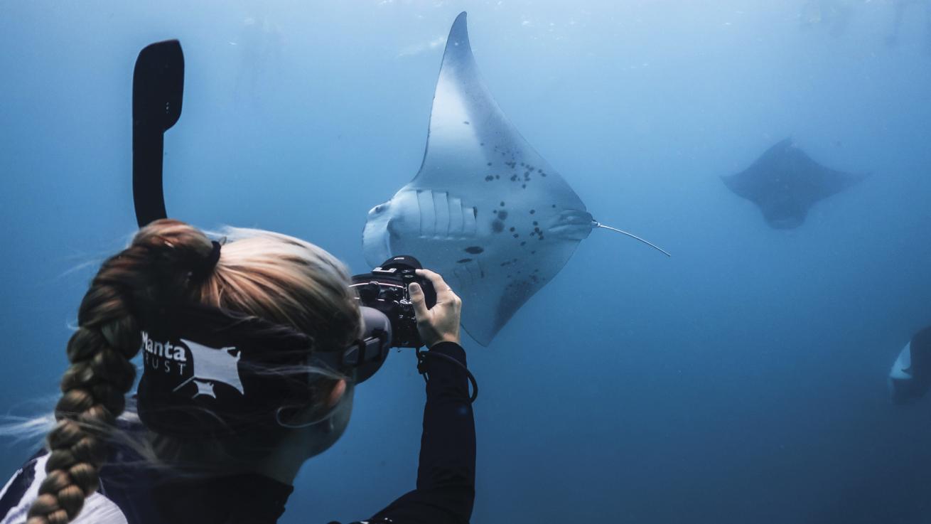 A diver photographs a manta for identification.
