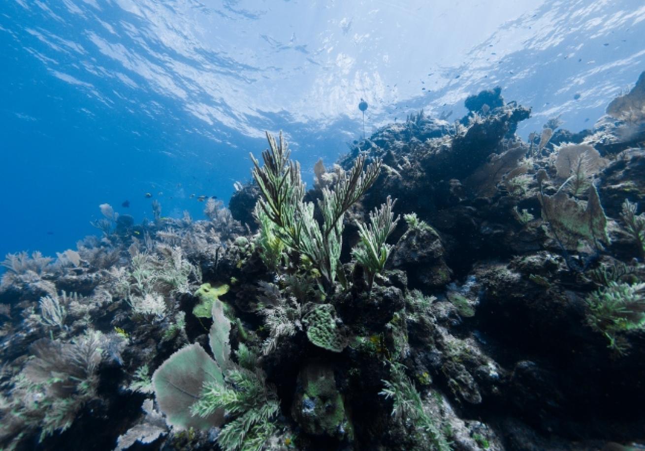 Underwater coral reef with plants and fish                                                                                                                                                                                  
