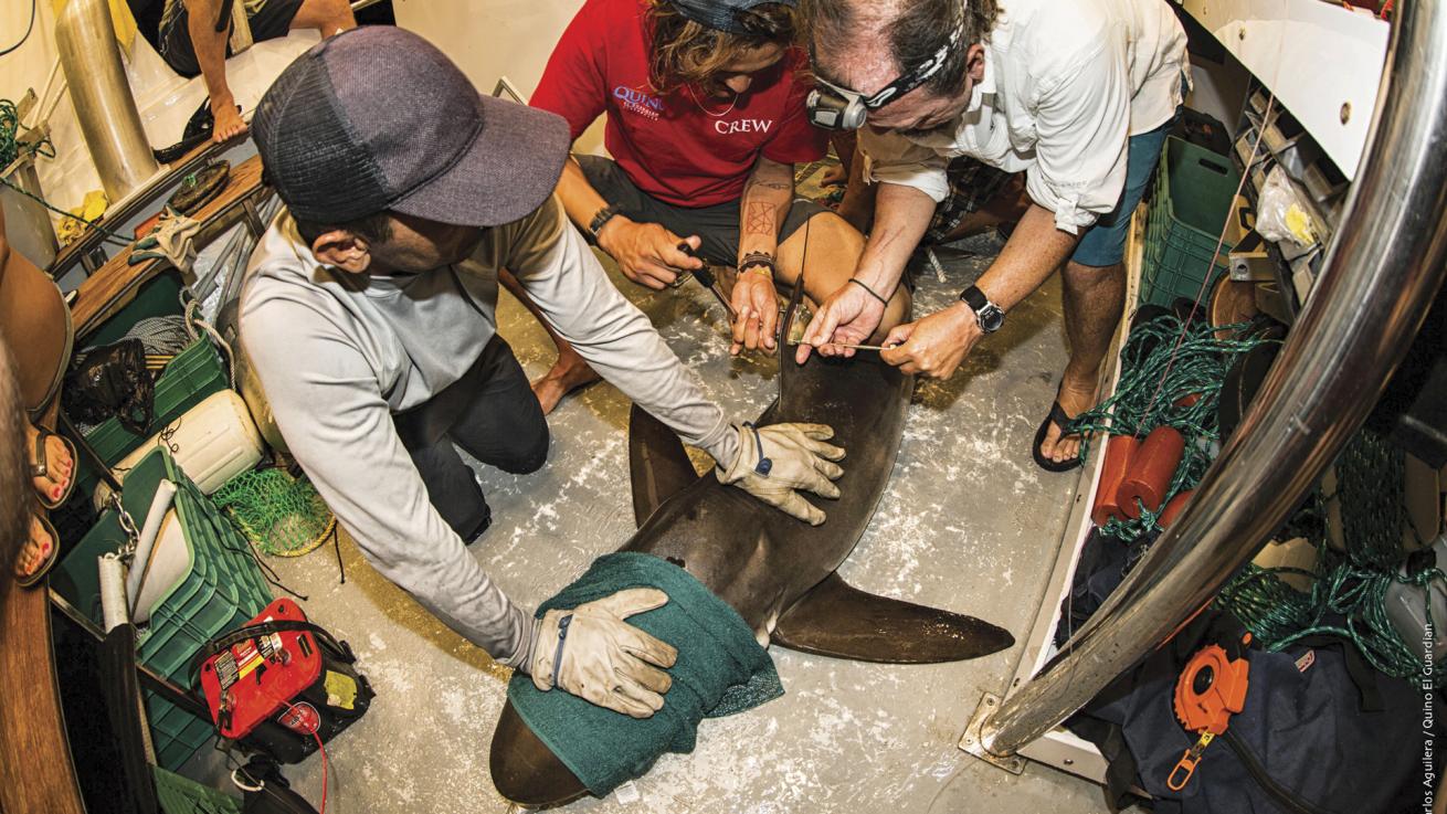 A team of researchers tags a shark aboard *Quino el Guardian* in the remote Revillagigedos Islands.