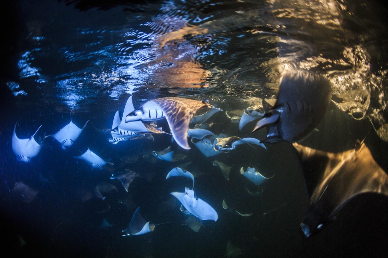 School of Mobula rays in Loreto, Mexico