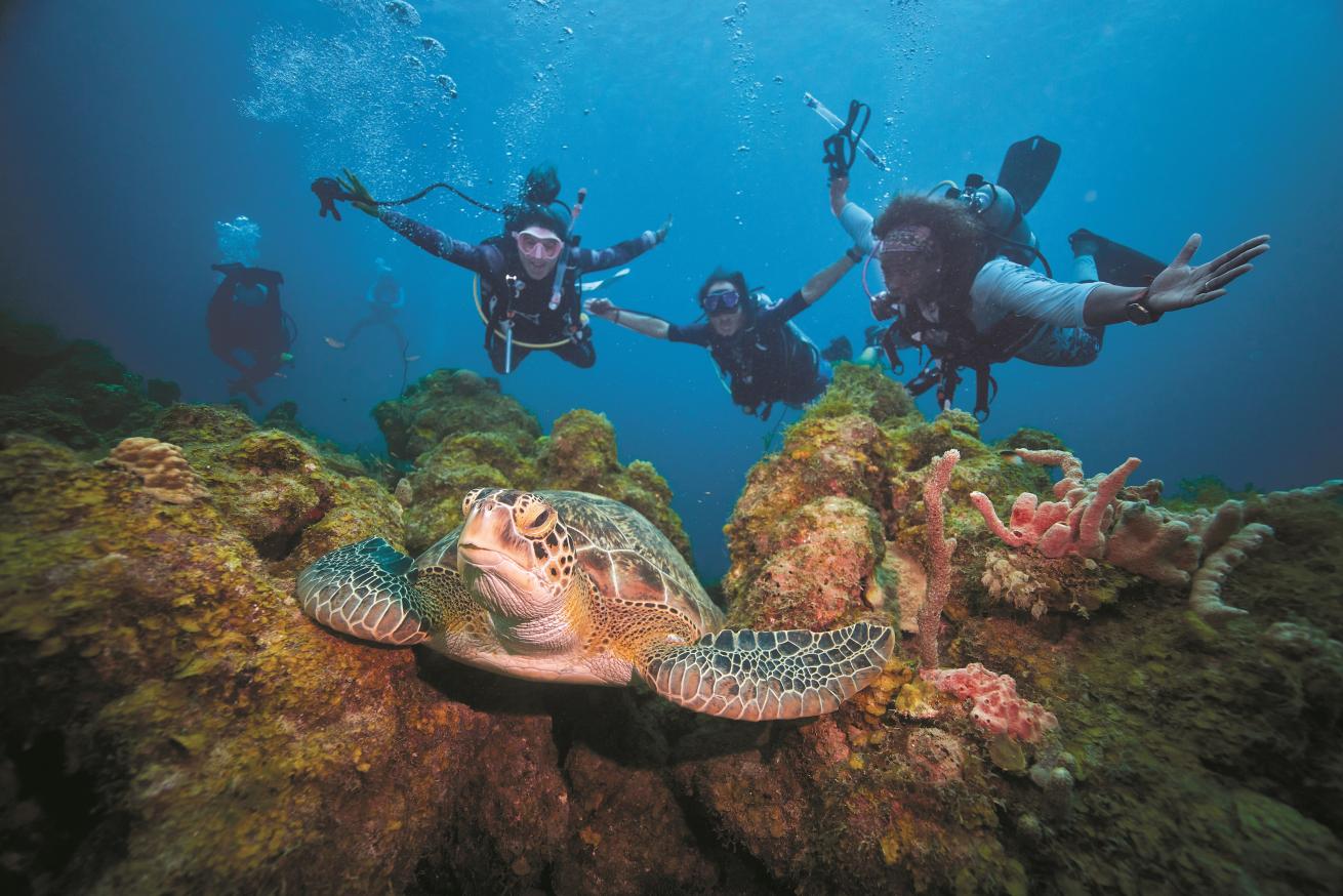 Scuba divers with sea turtle