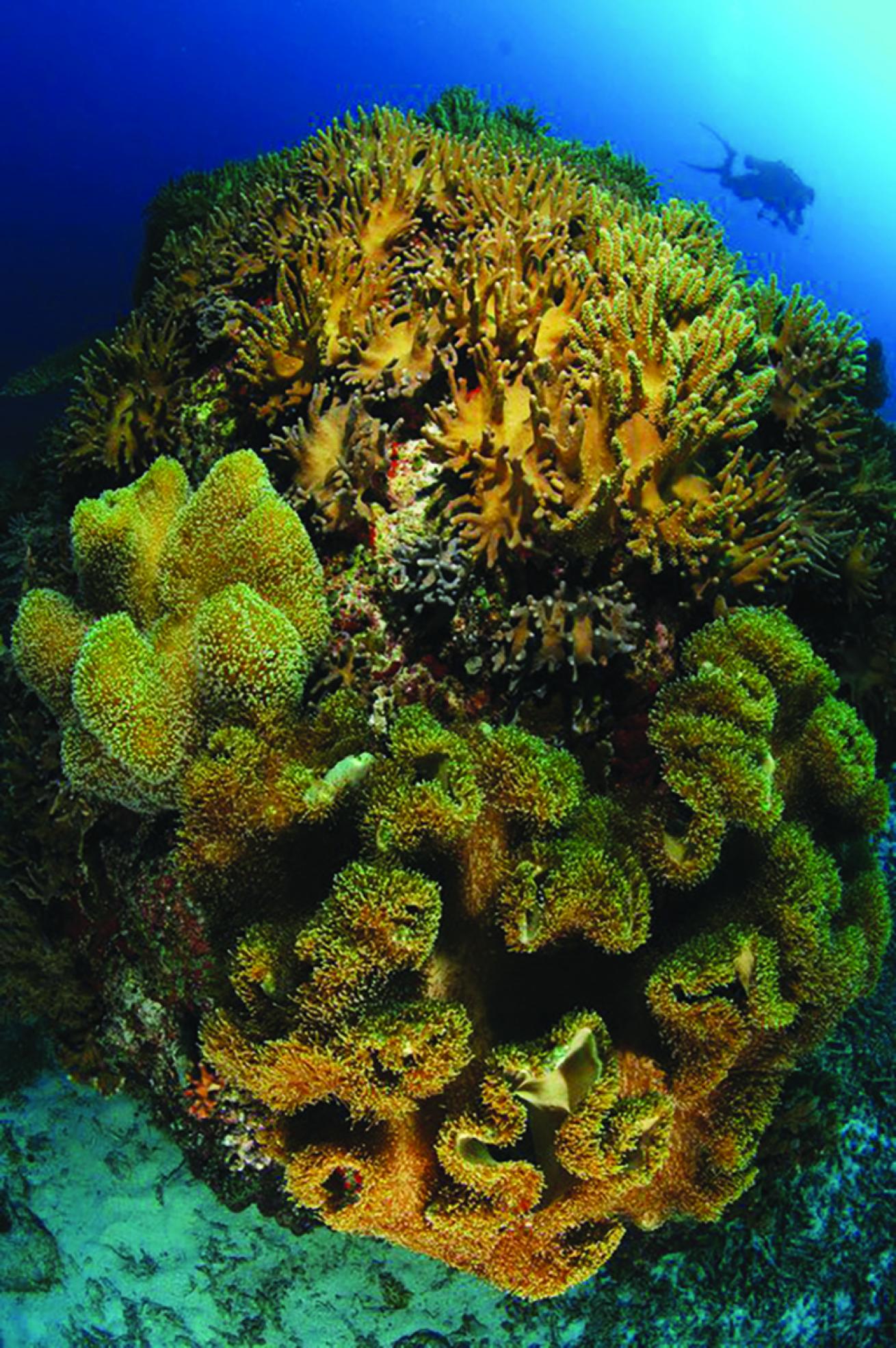 Coral