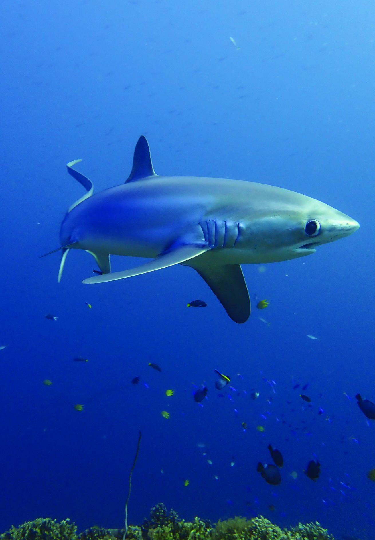 thresher shark
