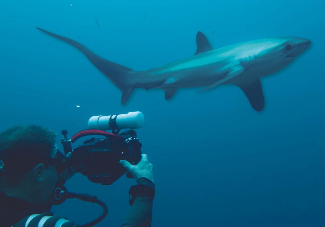 A person taking a picture of a shark