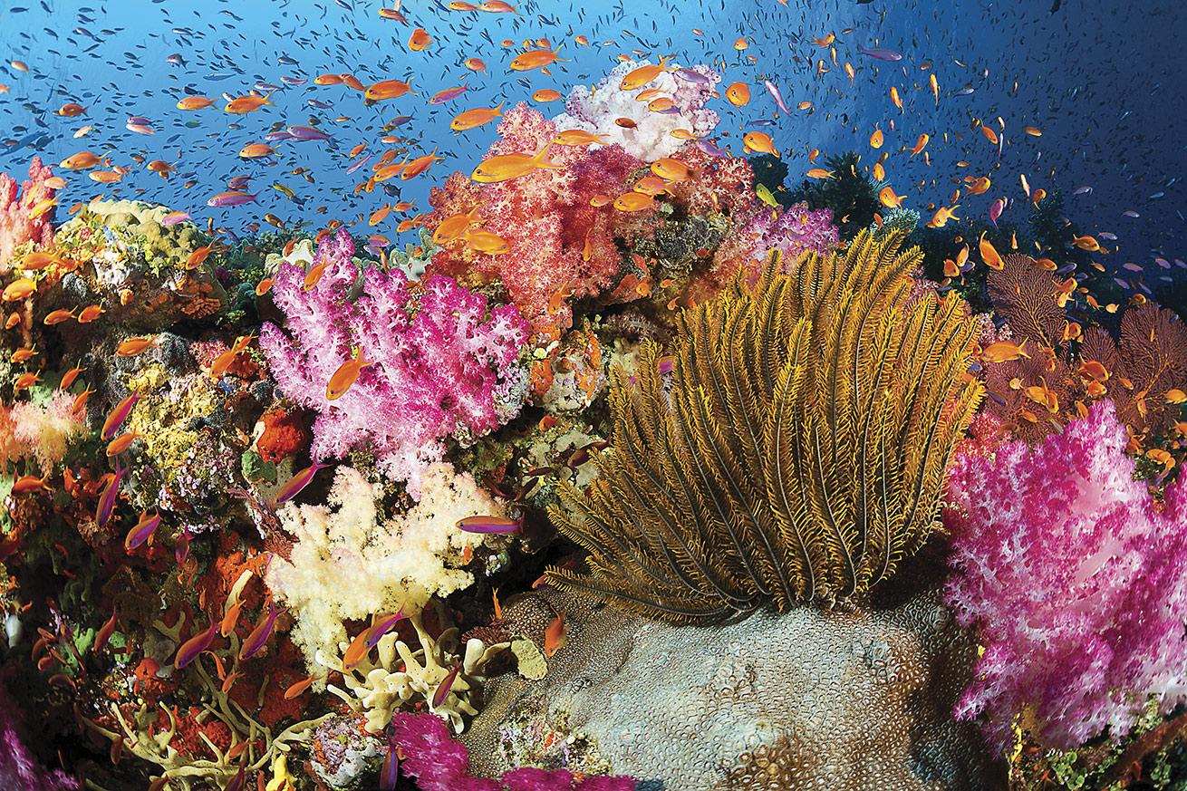 Marine life of all kinds blankets a shallow Fijian reef.