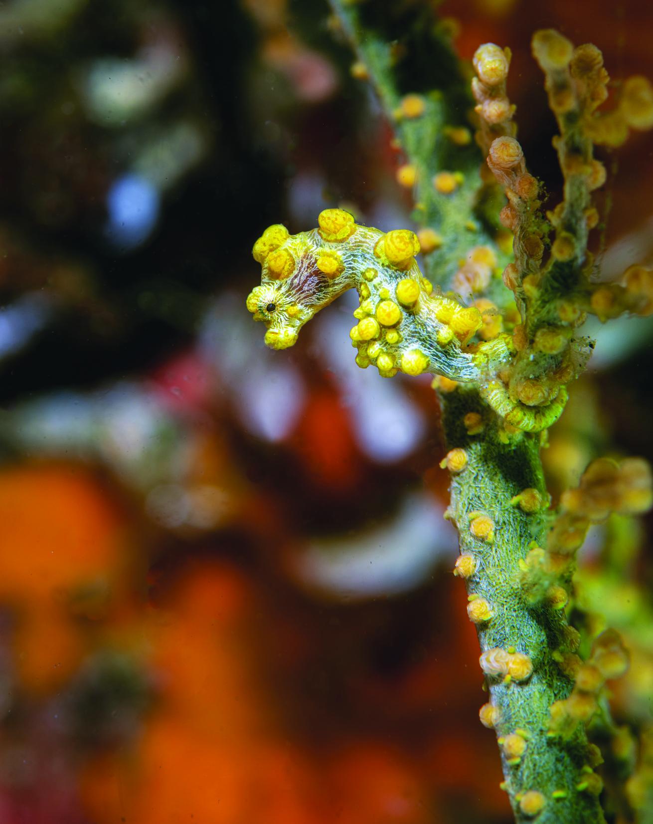 yellow pygmy seahorse