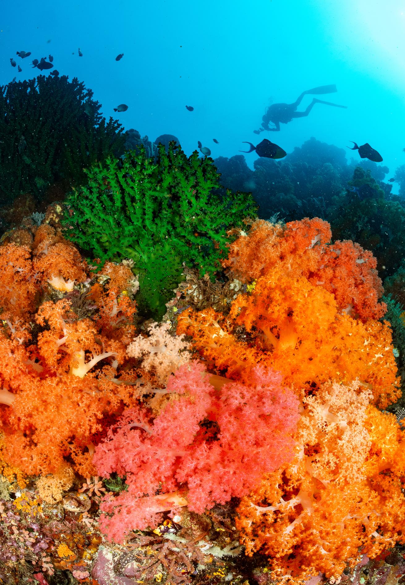 image of coral