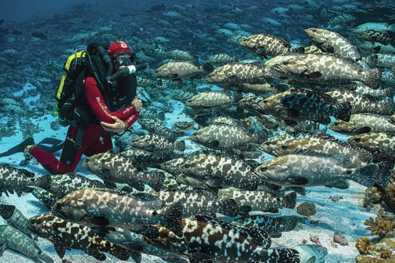 A scuba diver with many fish