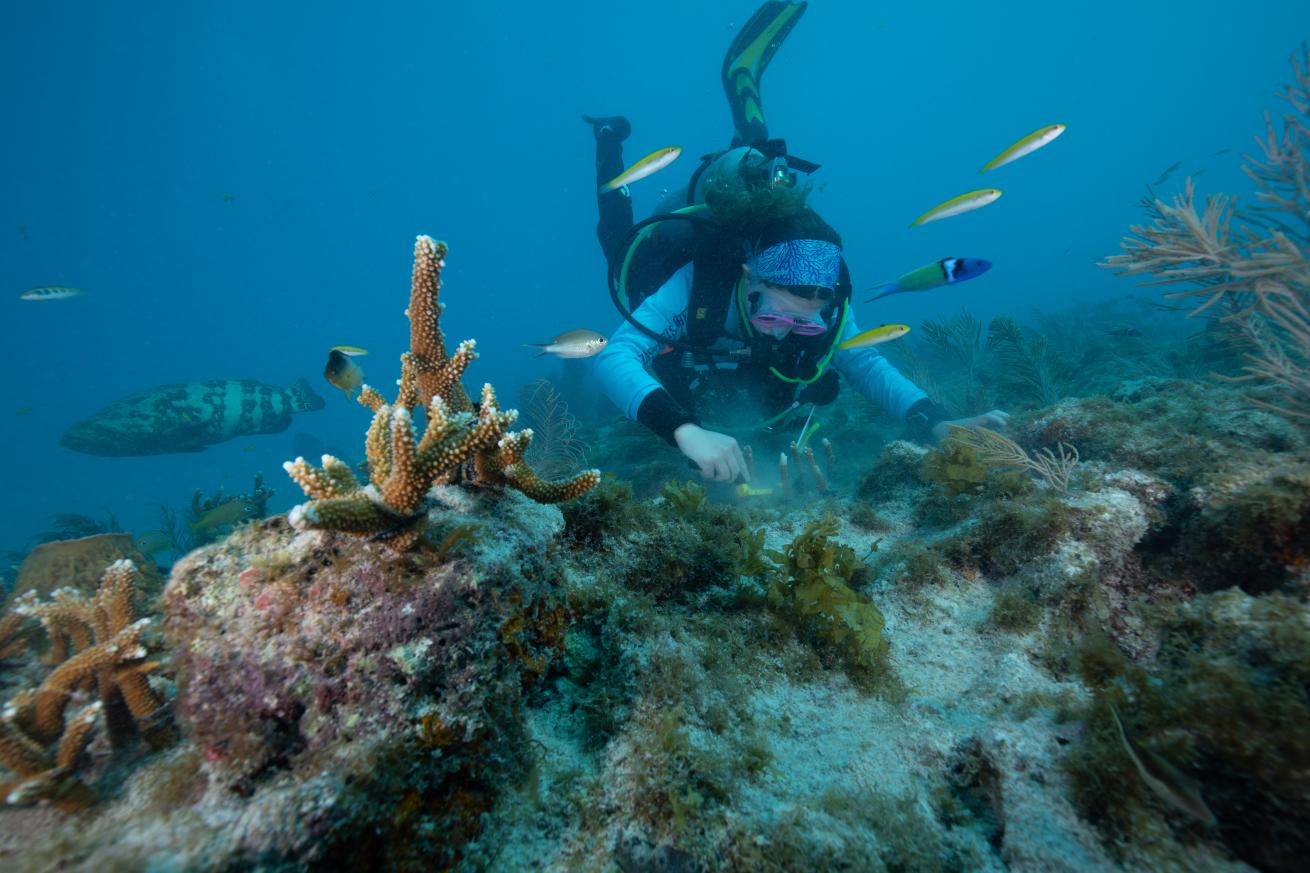 Scientific diver in training Riley Young cleans coral as a goliath grouper swims by in the background
