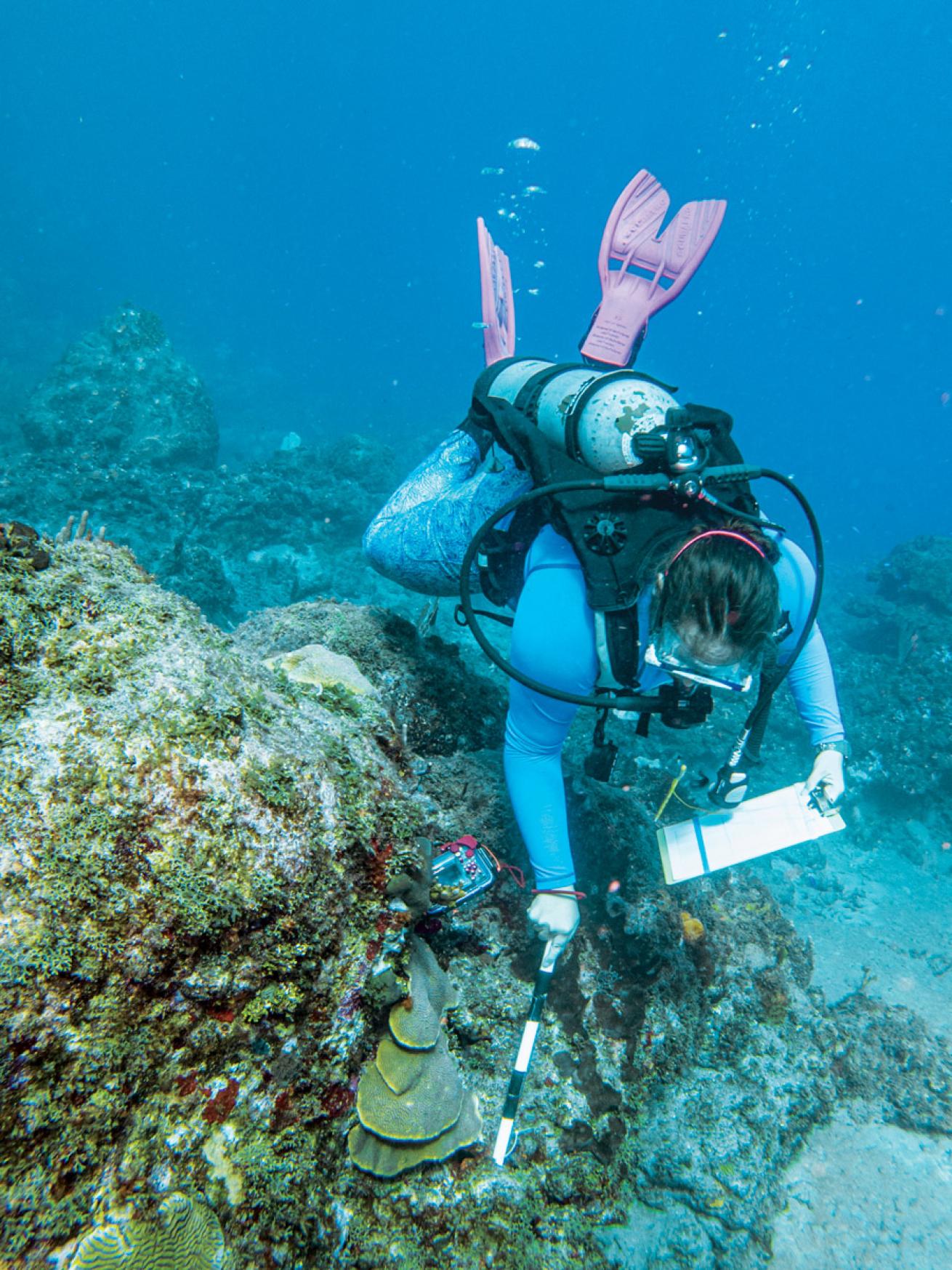 measuring the size of an endangered coral