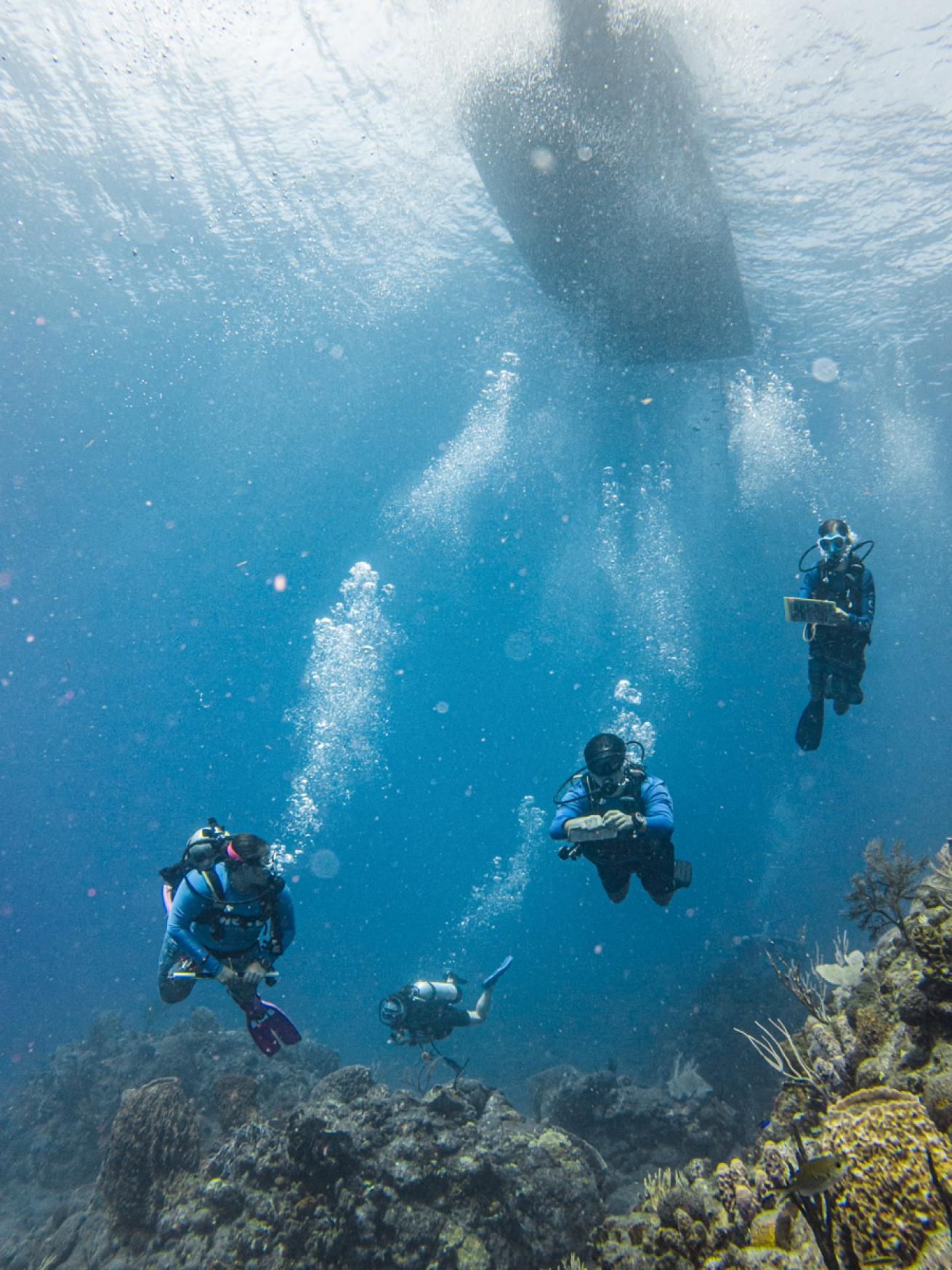 coral experts survey local reefs