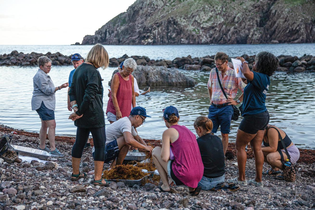 A group collects sargassum