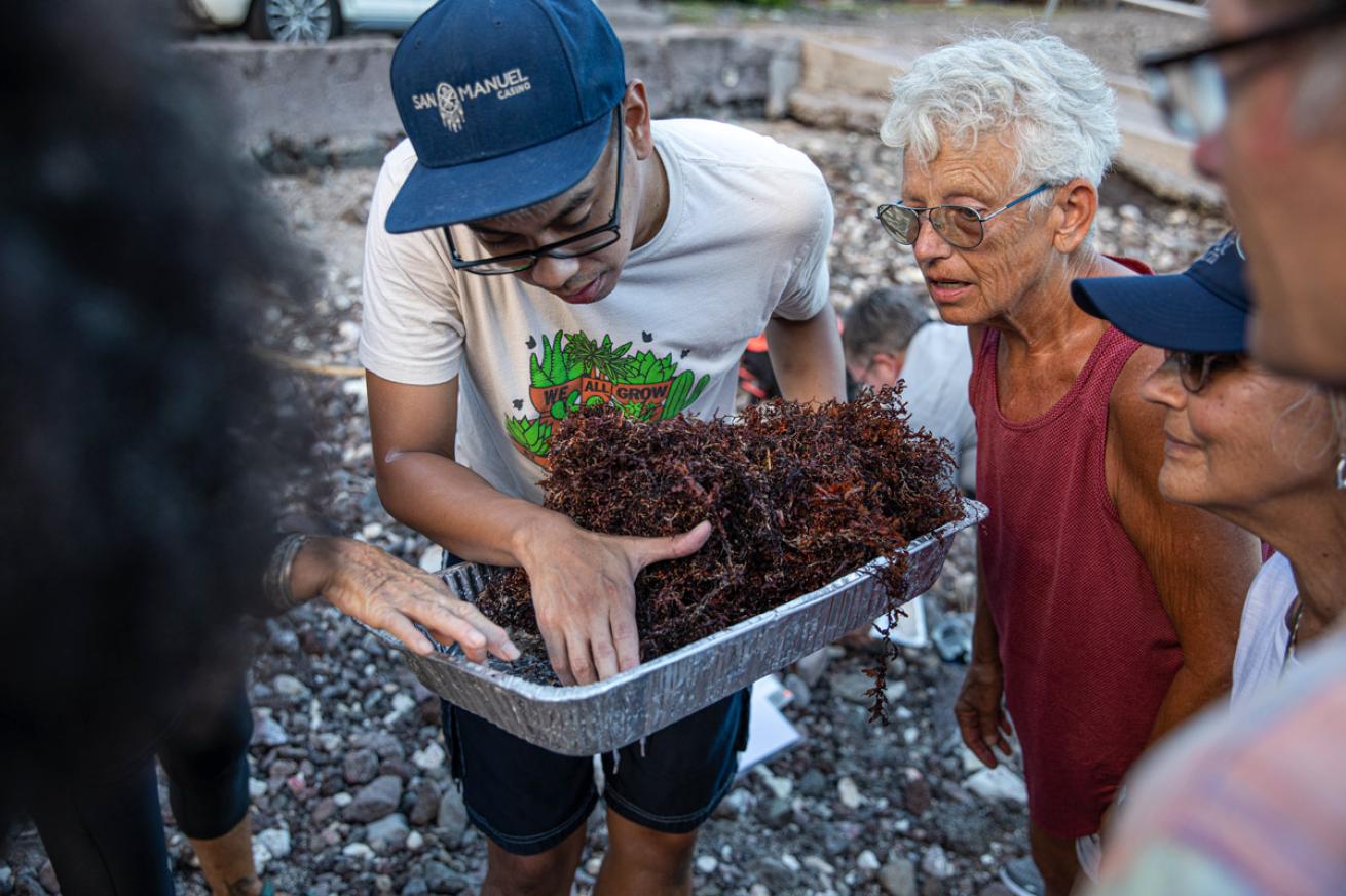 the causes of sargassum influxes in Saba