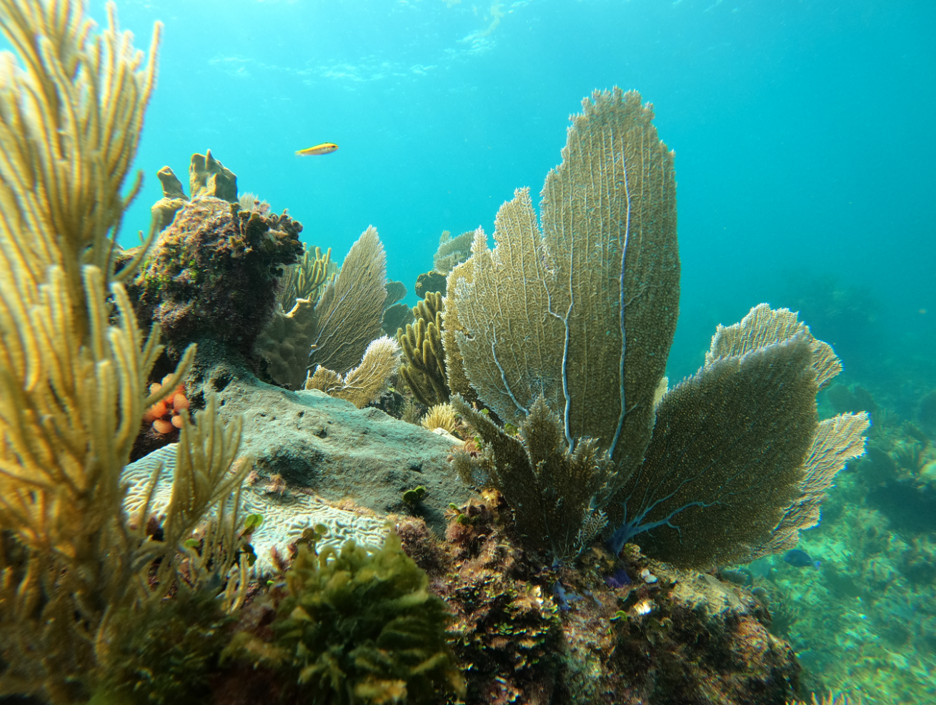 Reefs underwater.