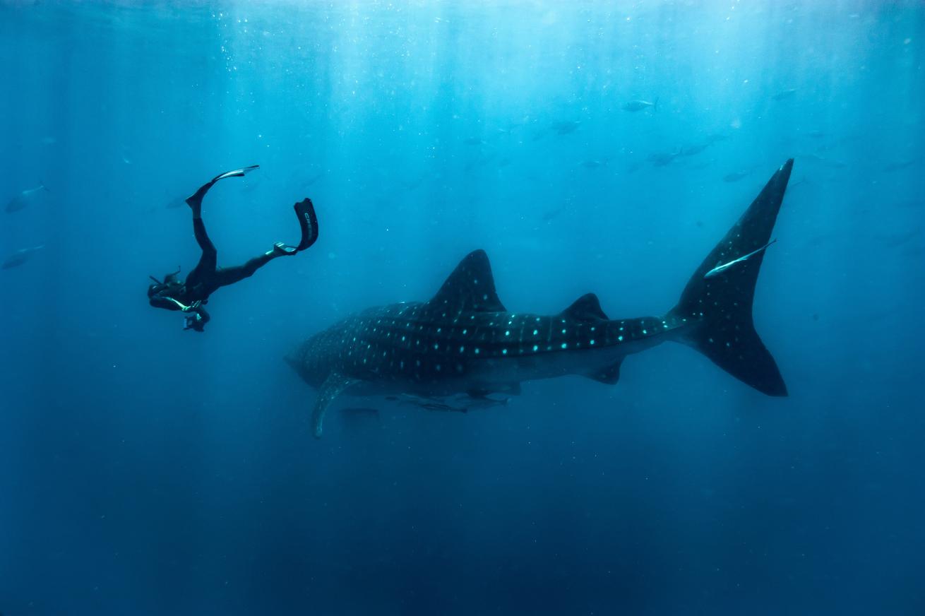 Stella Diamant swims alongside a whale shark in Nosy Be, Madagascar. 
