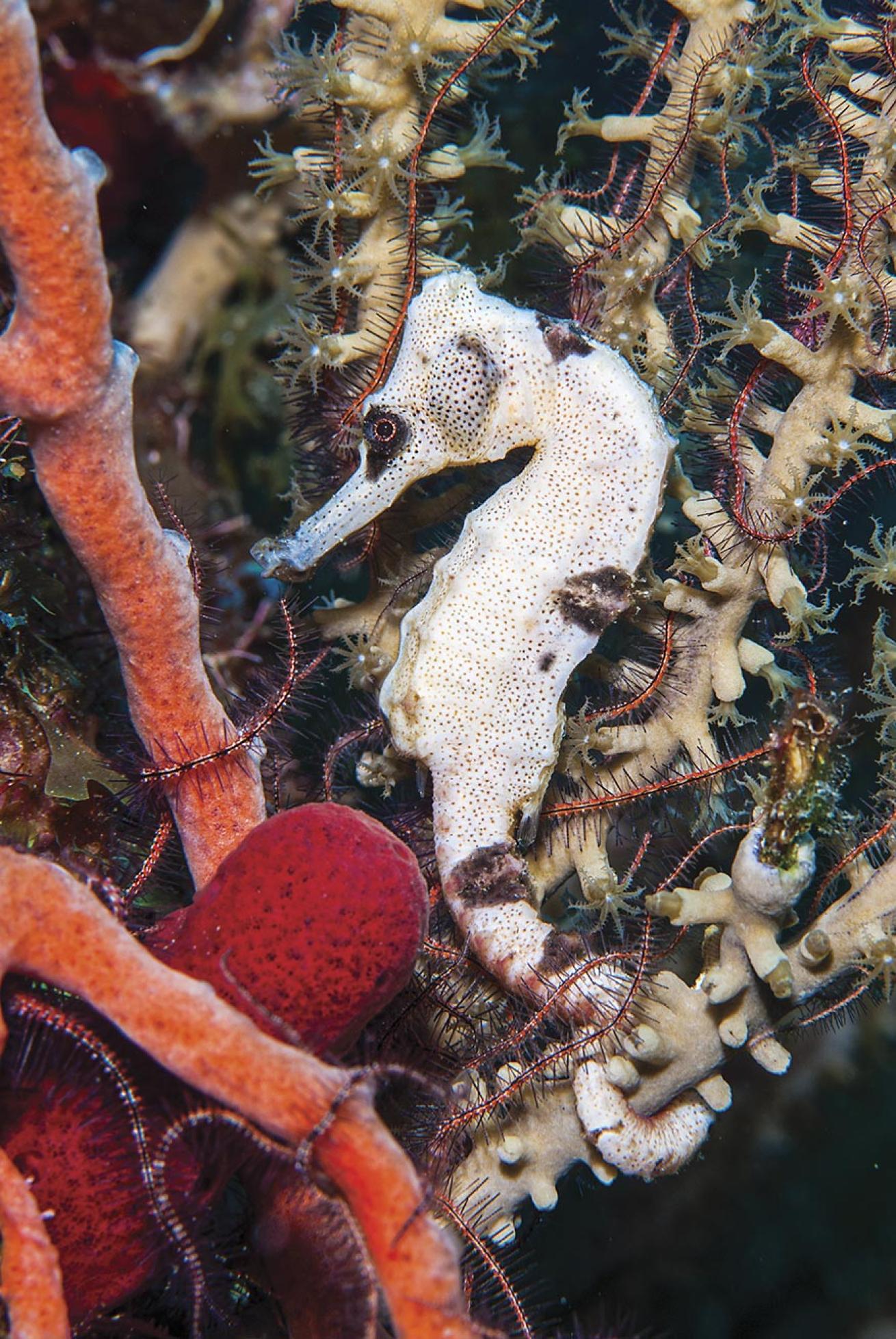 A seahorse latches itself securely to a coral branch in St. Eustatius.