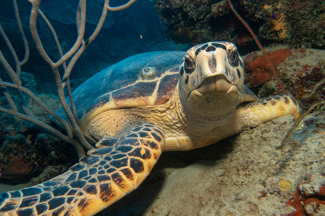 sea turtle