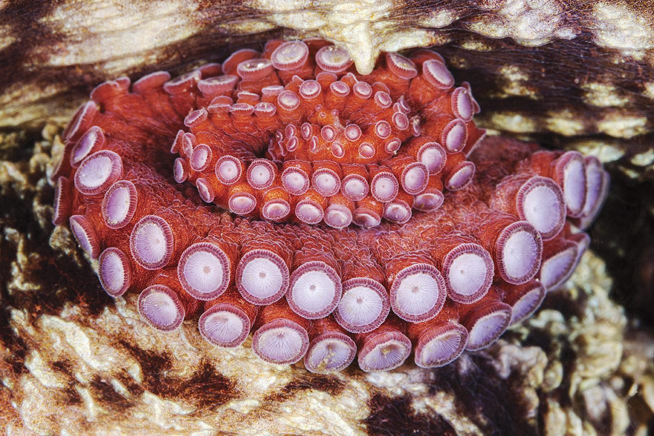 A giant Pacific octopus tucks itself into a crevice. With a little luck, vigilant divers can spot one off the coast of British Columbia.