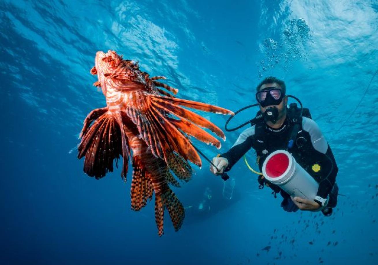 A person in scuba gear holding a red fish