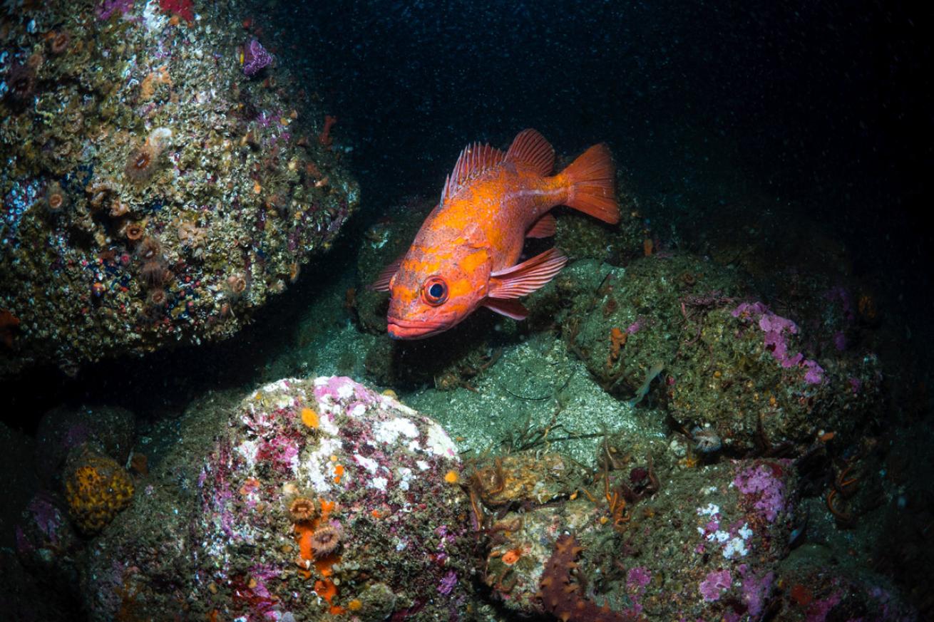 A fiery vermilion rockfish introduces itself somewhere in Monterey Bay, California.