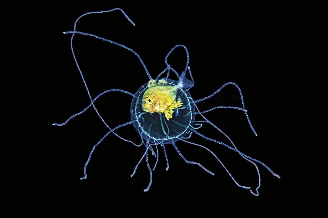 A juvenile jack shelters inside a jelly on a blackwater dive in the Philippines.