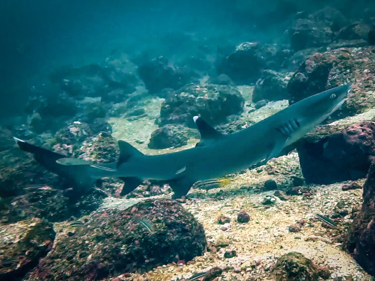 A white-tipped reef shark at the Wahoo Rocks dive site on Panama's Pacific side.