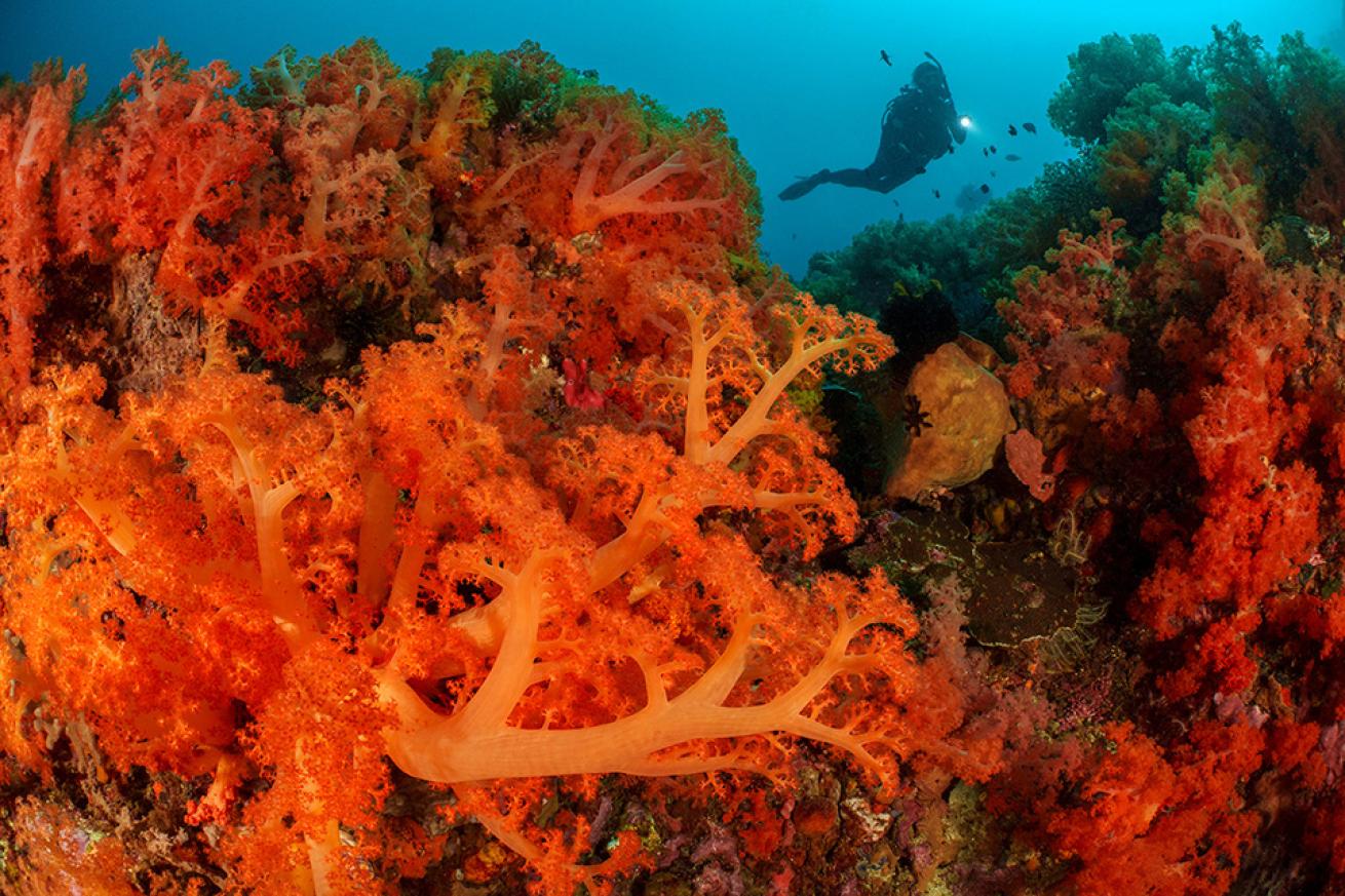 Soft corals (*Dendronephthya* sp.) along a current-swept reef slope. These colorful invertebrates are filter feeders, ensnaring tiny bits of plankton from the passing water. 